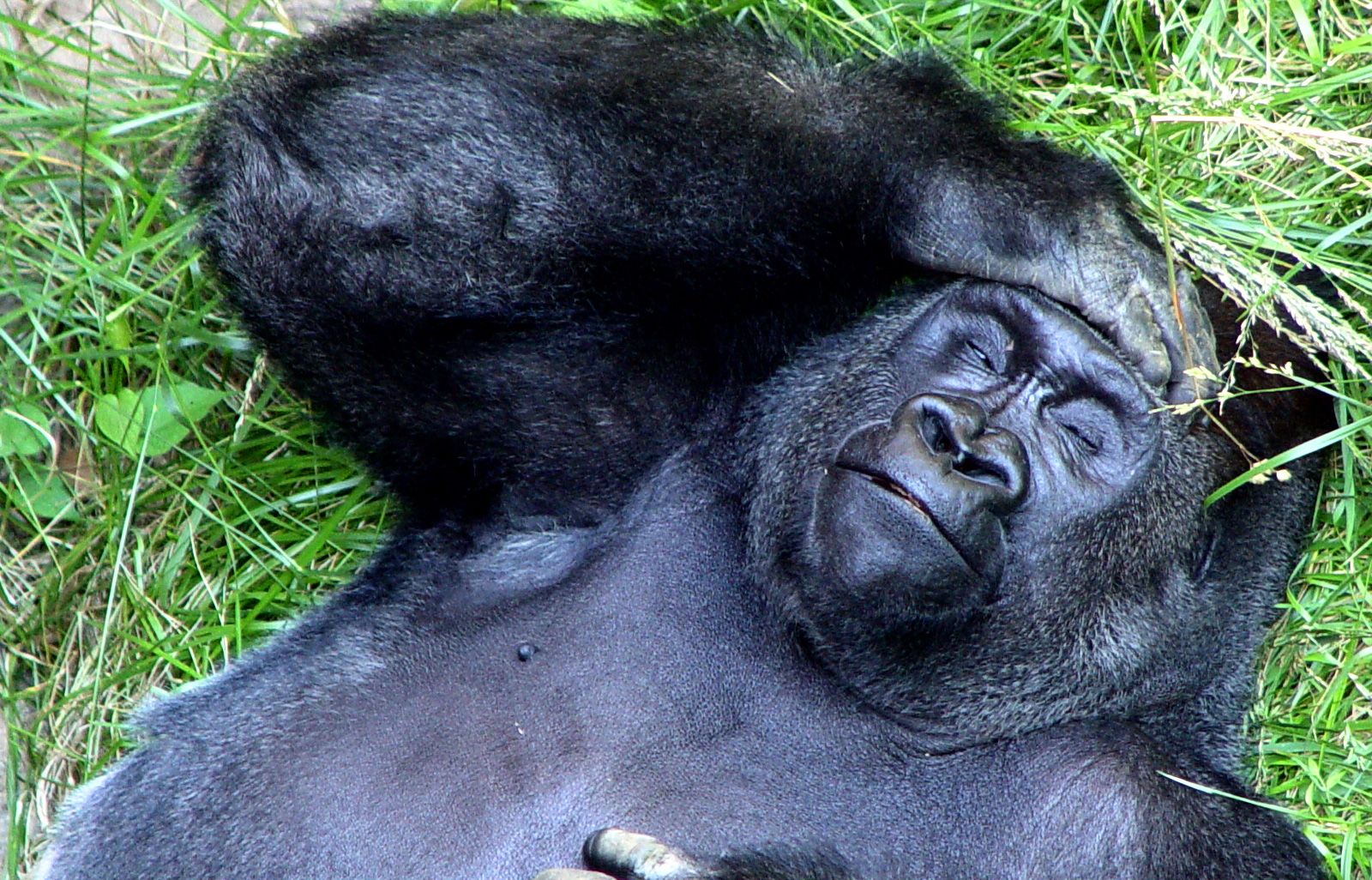 Смешная горилла